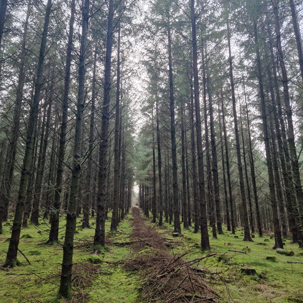 Sitka Spruce