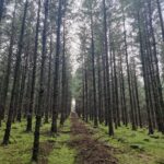 Sitka Spruce