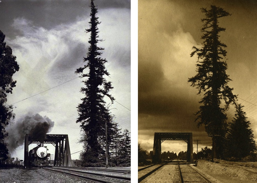 Two photos of the same tall spindly tree next to a railway track. One showing thick black smoke from a steam train. 